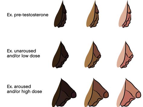 trans bottom growth meaning|Genital Changes, Periods, and Pelvic Pain in People。